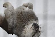 adult black_nose cute day eyes_open facing_up gray_fur gray_wolf image mouth_closed on_back outdoors partial_body rolling snow squinting wild winter_coat // 1620x1080 // 255KB