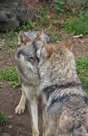 adult brown_fur cute day eyes_open gray_fur gray_wolf image mouth_closed multiple partial_body playing white_fur wild winter_coat // 1011x1553 // 287KB