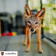 adult black_backed_jackal black_nose brown_eyes captivity day eyes_open facing_towards gray_fur image mouth_closed partial_body portrait red_fur single standing still sunny white_fur zoo // 1080x1080 // 108KB