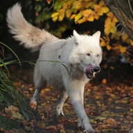 adult black_nose brown_eyes day ears_back eyes_open facing_side forest full_body gray_wolf image mlem mouth_open outdoors running shedding single standing sunny teeth tongue white_fur wild // 3654x3642 // 6.0MB